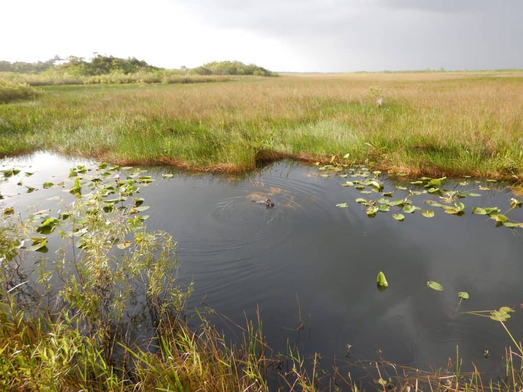 Anhinga Trail water