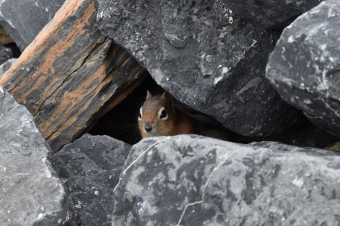 Athabasca Glacier ground squirel