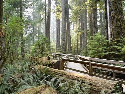 Je bekijkt nu Cathedral Grove – MacMillan Provincial Park