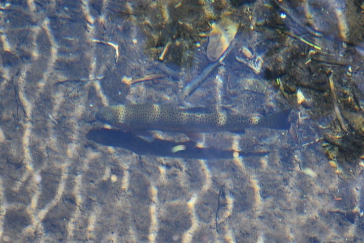 Forelvissen Madeira - Forel in eenLevada