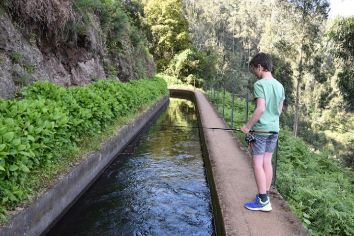 Forelvissen Madeira