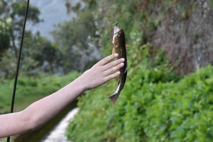 Forelvissen vergunning Madeira