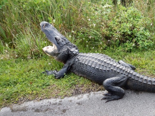 Je bekijkt nu Shark Valley Tram Tour in de Everglades