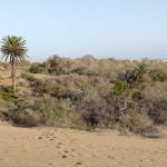 Wandeling door de duinen van Maspalomas