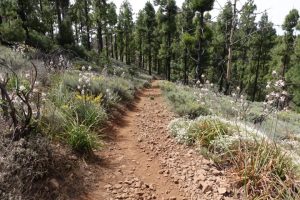 Wandeling Pico de las Nieves